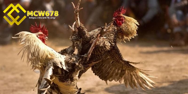 Lựa chọn chiến kê hiếu chiến