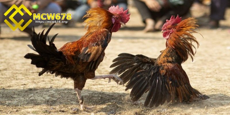Tìm hiểu luật chơi đá gà